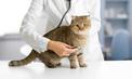 Zapalenie pęcherza u kota - objawy, przyczyny, diagnostyka, leczenie