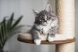 Drapak sufitowy dla kota – rodzaje, opis, ceny, porady użytkowników