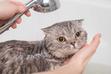 Jak umyć kota? Praktyczny poradnik kąpania małych i dorosłych kotów