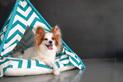 Namiot dla psa – opis, modele, ceny, wymiary, zastosowanie, porady