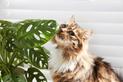 TOP 15 rośliny bezpieczne dla kota. Zobacz, jakie rośliny nie zaszkodzą pupilowi