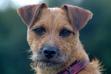 Patterdale Terrier – opis, charakter, wymagania, porady