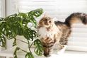 Rośliny trujące dla kota – gatunki, występowanie, objawy zatrucia