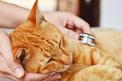 Zakaźne zapalenie jelit u kota (FIE) - przyczyny, objawy, leczenie, zapobieganie