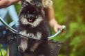 Koszyk dla psa na rower - rodzaje, opis, ceny, sposoby montażu