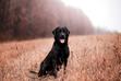Czarny labrador - czym się wyróżnia ten wyjątkowy pies?