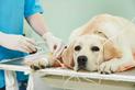 Zespół Cushinga u psa – objawy, diagnostyka, leczenie, powikłania