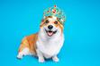 Ukochane psy Królowej Elżbiety II. Oto lista ulubionych psów