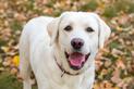 Labrador biszkoptowy - informacje, wymagania, tresura, choroby