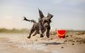 Gdzie w Polsce znajduje się plaża dla psów? W te miejsca możesz jechać z psem