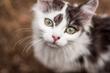 Trzecia powieka u kota - przyczyny, objawy, opis, leczenie