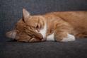 Bąblowica u kota - oznaki, leczenie, zapobieganie, przenoszenie na człowieka