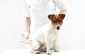 Badanie krwi u psa - przygotowanie, pobranie materiału, cena, normy