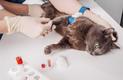 Badanie krwi u kota - przygotowanie, pobranie materiału, interpretacja wyników, cena
