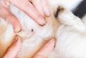 Borelioza u kota - objawy, rozpoznanie, leczenie, rokowania