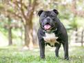 Staffik (Staffordshire Bull Terrier) - opis, charakter, pielęgnacja, porady