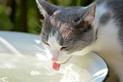 Ile wody powinien pić kot?