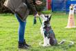 Jak używać linki treningowej dla psa? Praktyczny poradnik