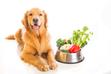 Dieta wegetariańska dla psa – czy to ma sens?