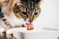 Twój kot nie pije w upały? Może być to objaw problemów
