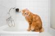 Czy można kąpać kota? Obalamy popularne mity