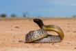 TOP 10 najbardziej jadowitych węży. Poznaj najgroźniejsze gatunki