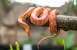 Wąż zbożowy - opis, rodzaje, występowanie, hodowla, porady