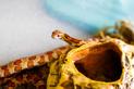 Jak przygotować terrarium dla węża zbożowego? Wyjaśniamy