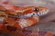 Popularne odmiany węża zbożowego - opis, zdjęcia, ciekawostki