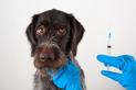 Cennik szczepień psa. Prezentujemy ceny kompletu szczepień