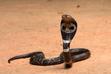 Kobra indyjska - charakterystyka, zdjęcia, występowanie, ciekawostki