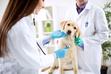 Pasożyty u psów - droga zakażenia, objawy, leczenie, powikłania