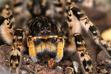 Tarantula ukraińska - opis, występowanie, hodowla, zdjęcia
