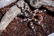 Acanthoscurria geniculata (ptasznik białokolanowy) - opis, zdjęcia, hodowla