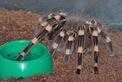 Jak przygotować terrarium dla ptaszników? Wyjaśniamy krok po kroku