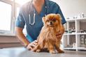 Żółtaczka u psa - objawy, rozpoznanie, przyczyny, leczenie, porady