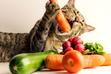 Zdrowe żywienie kota – jak zapobiegać otyłości?