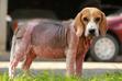Atopowe zapalenie skóry u psa - objawy, sposoby leczenia, dieta