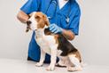 Chłoniak u psa - objawy, diagnostyka, leczenie, rokowania