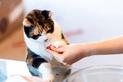 Zaburzenia apetytu u psów i kotów – przyczyny i sposoby leczenia