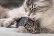 Poród kota krok po kroku – jak przebiega kocenie się kotki