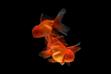 Goldfish (karaś chiński) - opis, wymagania, pielęgnacja, rozmnażanie