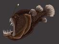 Ryba ze światełkiem - nazwa, opis, występowanie, ciekawostki