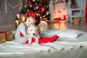 Świąteczny szczeniak – co wziąć pod uwagę przed zakupem psa?