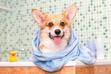 Jak oswoić psa z kąpielą? Praktyczny poradnik kąpania psa