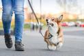 Jak nauczyć psa chodzenia na luźnej smyczy? Wyjaśniamy