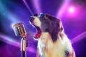Popularne piosenki o psach. Oto 4 najlepsze utwory