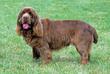 Sussex spaniel – opis, wymagania, charakter, opinie