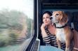 Jak przewieźć psa pociągiem? Oto 5 zasad przewożenia czworonoga