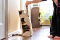 Czym zajmuje się koci behawiorysta? Wyjaśniamy krok po kroku